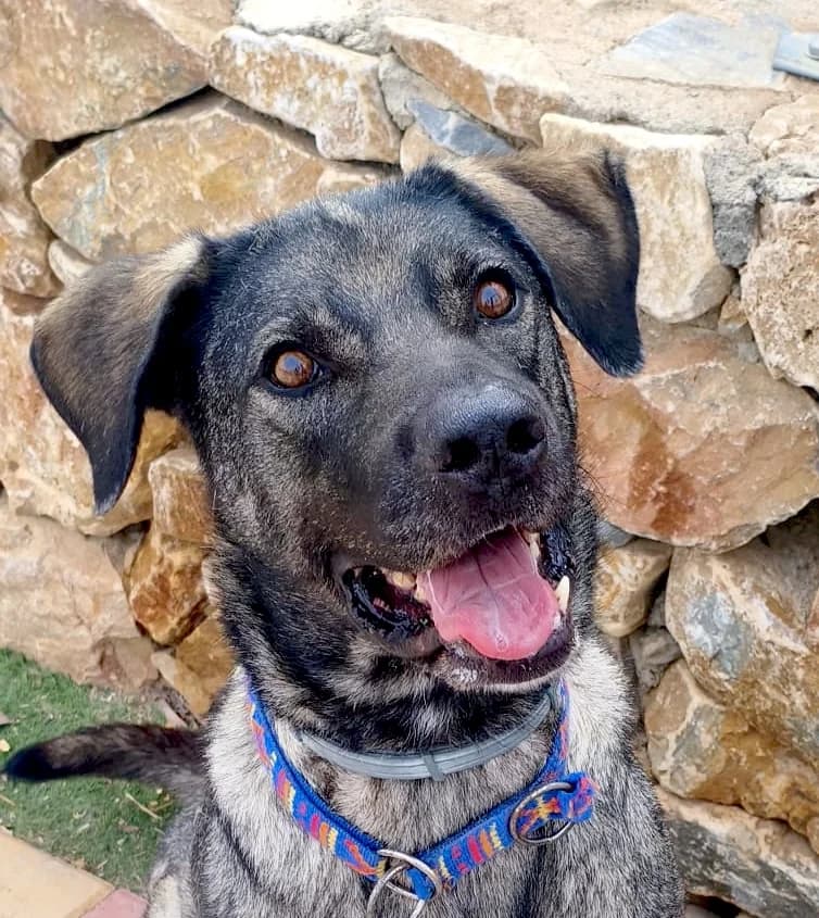 Lobo, male 7yo Mixed Breed for adoption at home4dogs, Home4dogs