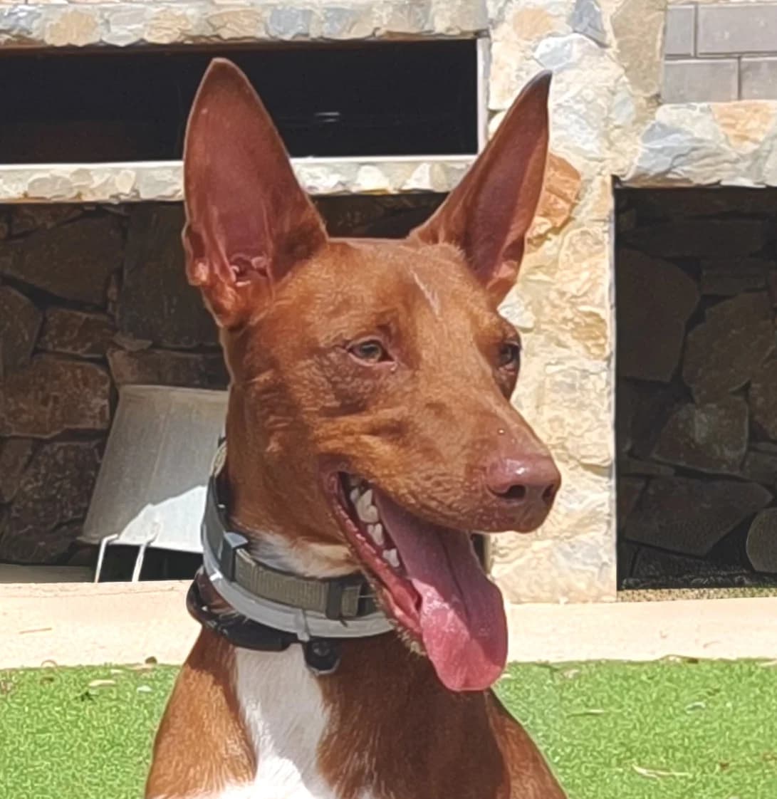Lucero, male young Mixed Breed for adoption at home4dogs, Home4dogs