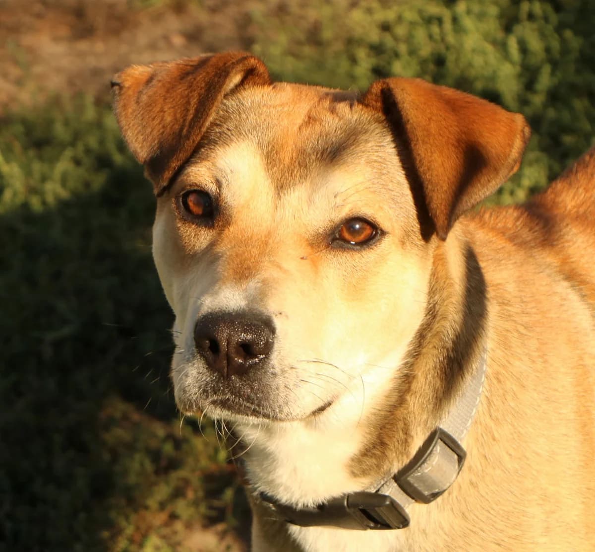 Luna, female Mixed Breed for adoption at home4dogs, Home4dogs