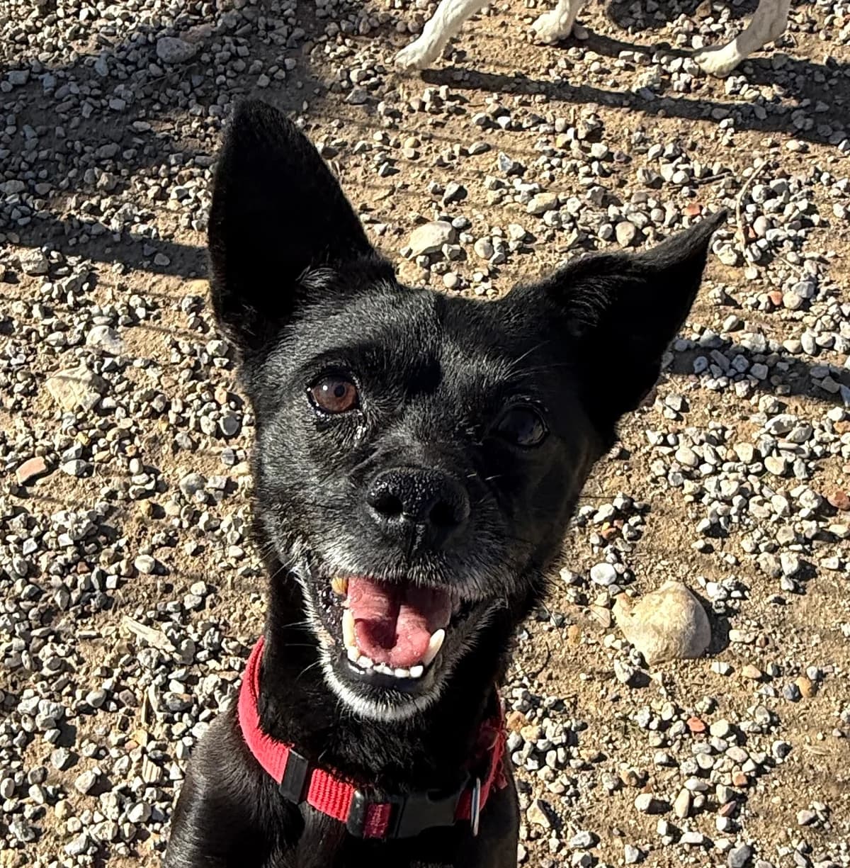 Maggie, schwarz female senior Mixed Breed for adoption at home4dogs, Home4dogs