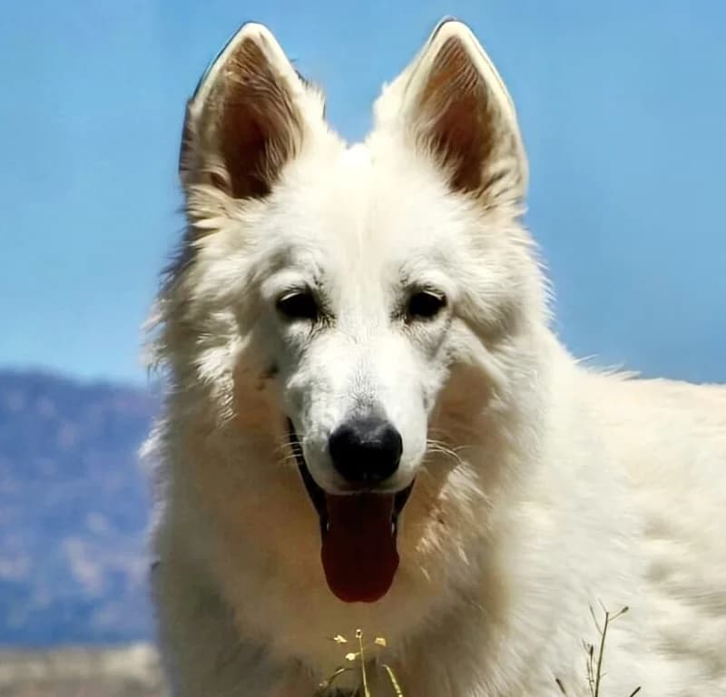 Nanuk, male young Mixed Breed for adoption at home4dogs, Home4dogs