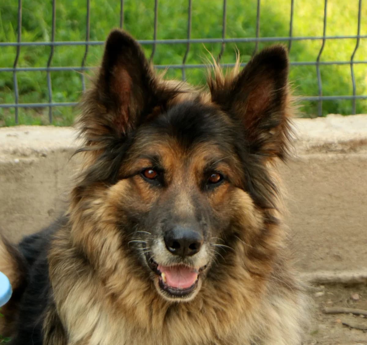 Nelson, gold male senior Mixed Breed for adoption at home4dogs, Home4dogs