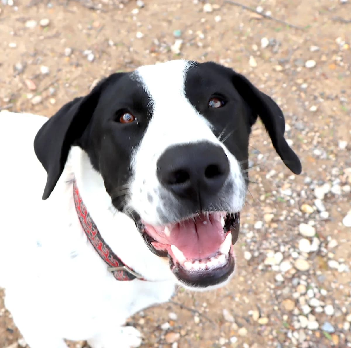 Niebla, female Mixed Breed for adoption at home4dogs, Home4dogs