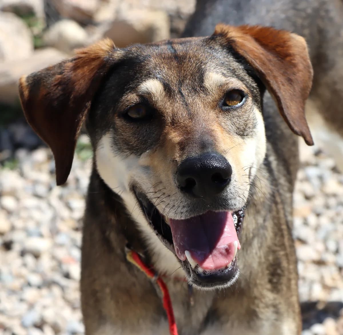 Noa, female 3yo Mixed Breed for adoption at home4dogs, Home4dogs