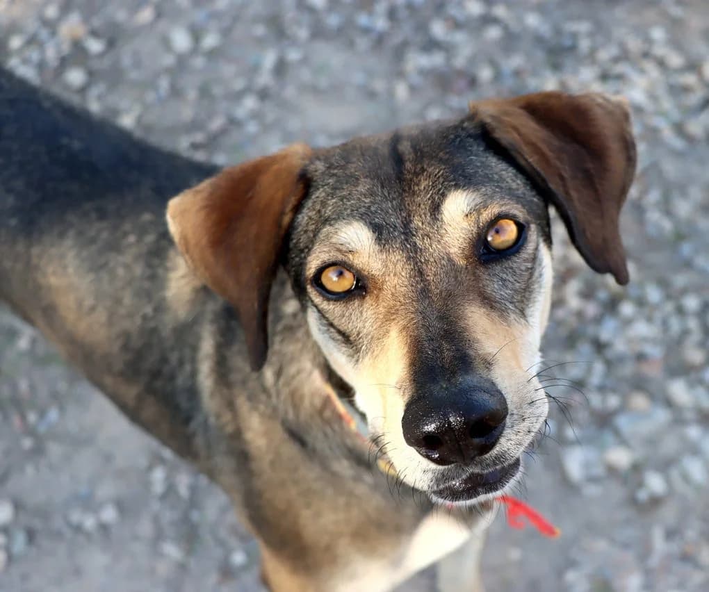 Noa, female 3yo Mixed Breed for adoption at home4dogs, Home4dogs