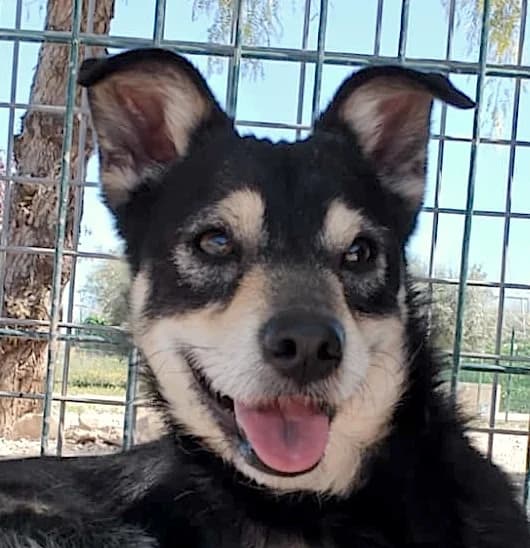 Norte, male young Mixed Breed for adoption at home4dogs, Home4dogs