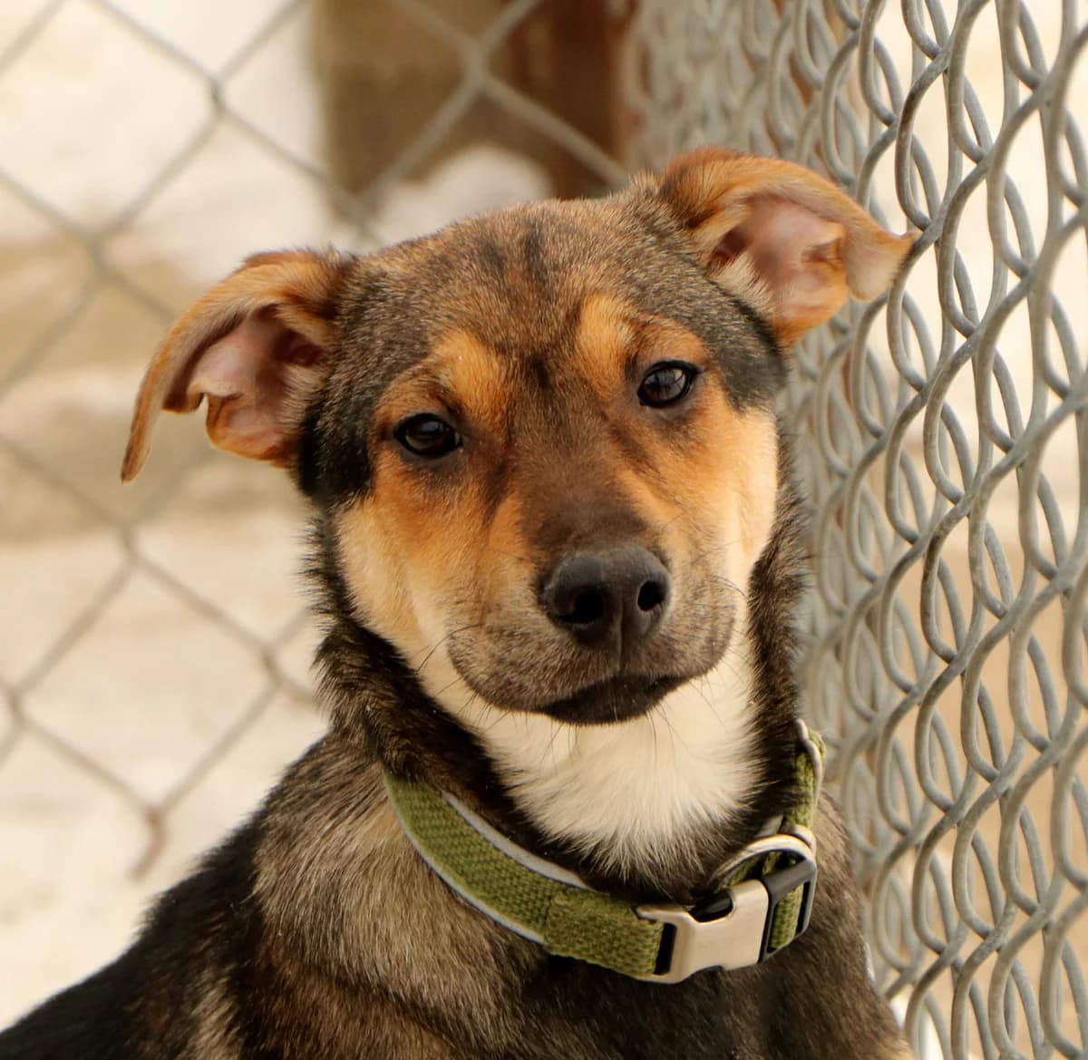 Ola, female Mixed Breed for adoption at home4dogs, Home4dogs