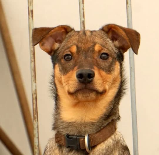 Oriana, female Mixed Breed for adoption at home4dogs, Home4dogs