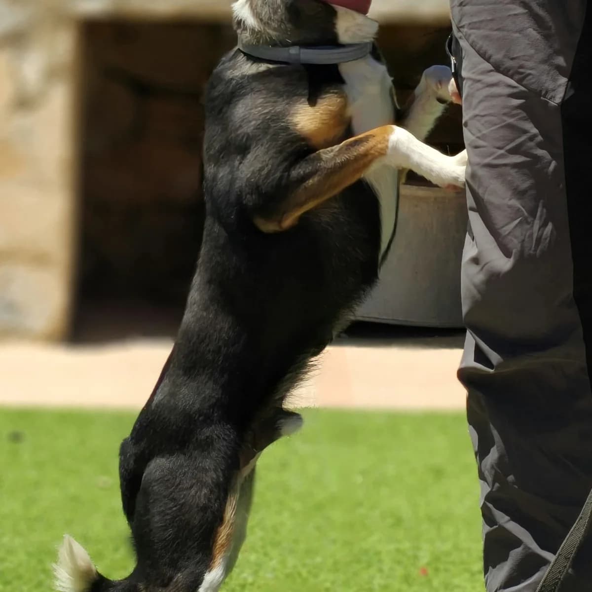 Paco, male young Mixed Breed for adoption at home4dogs, Home4dogs