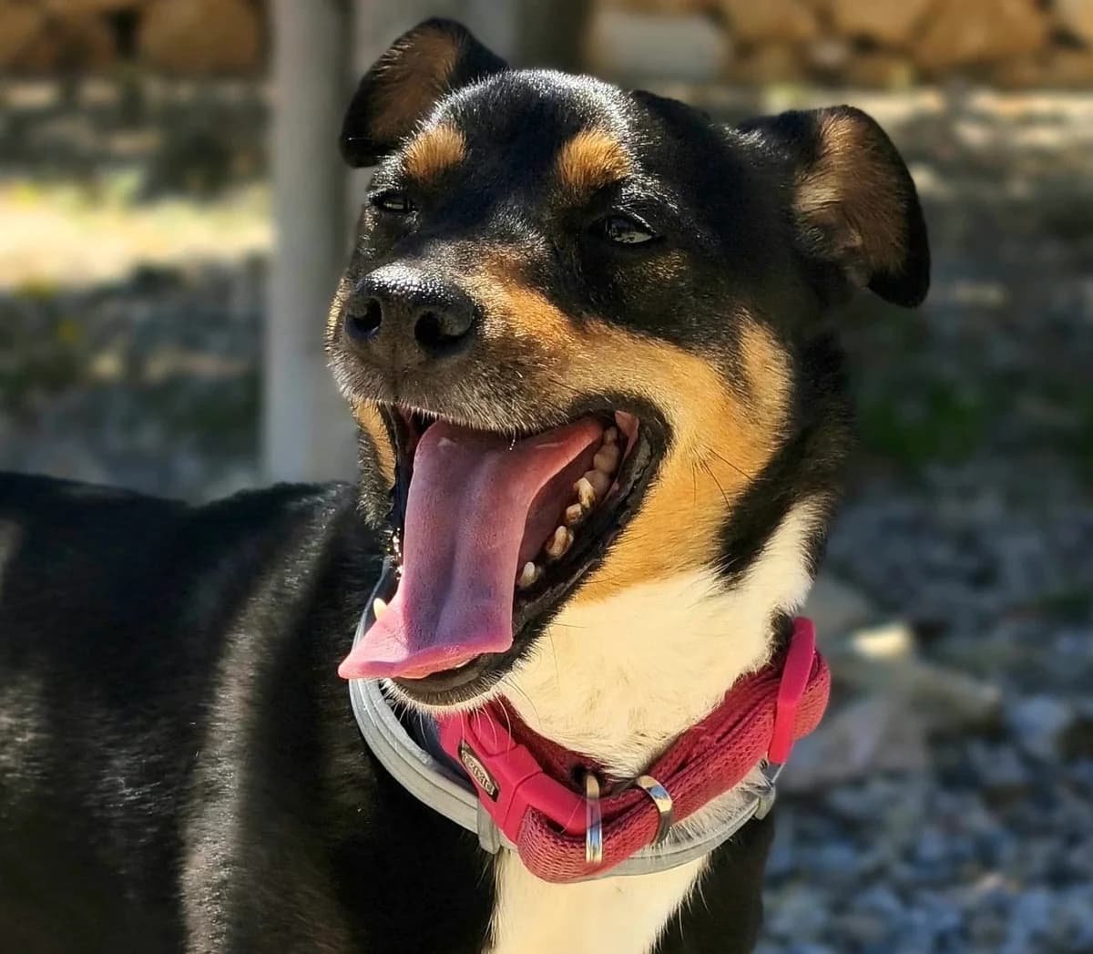 Paco, male young Mixed Breed for adoption at home4dogs, Home4dogs