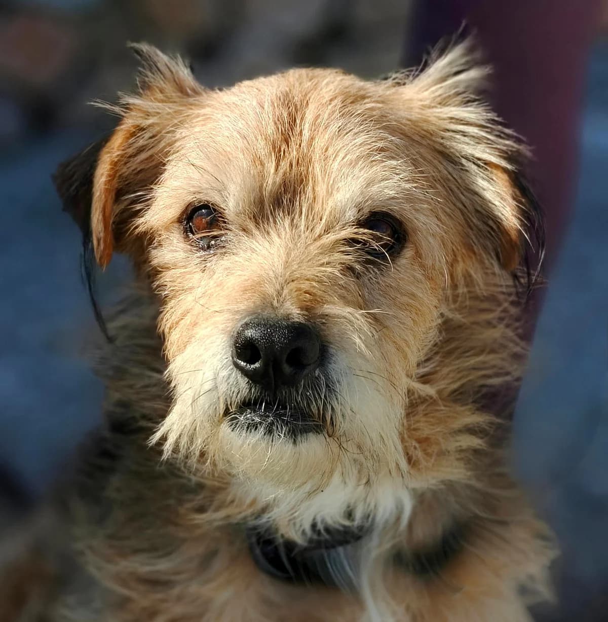 Pinocho, male 7yo Mixed Breed for adoption at home4dogs, Home4dogs