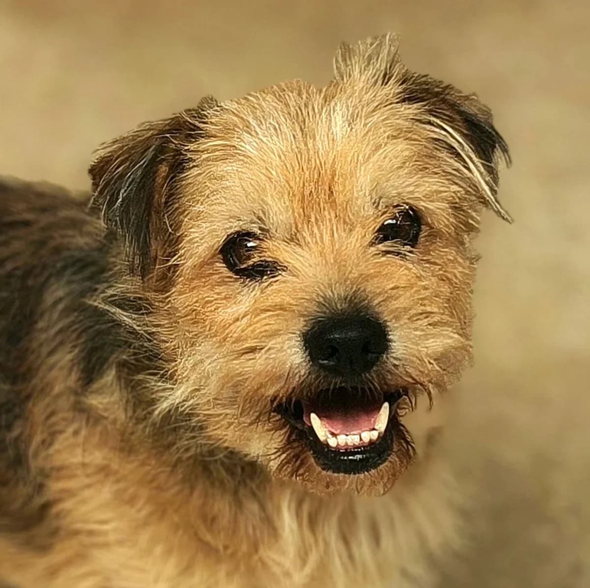 Pinocho, male 7yo Mixed Breed for adoption at home4dogs, Home4dogs