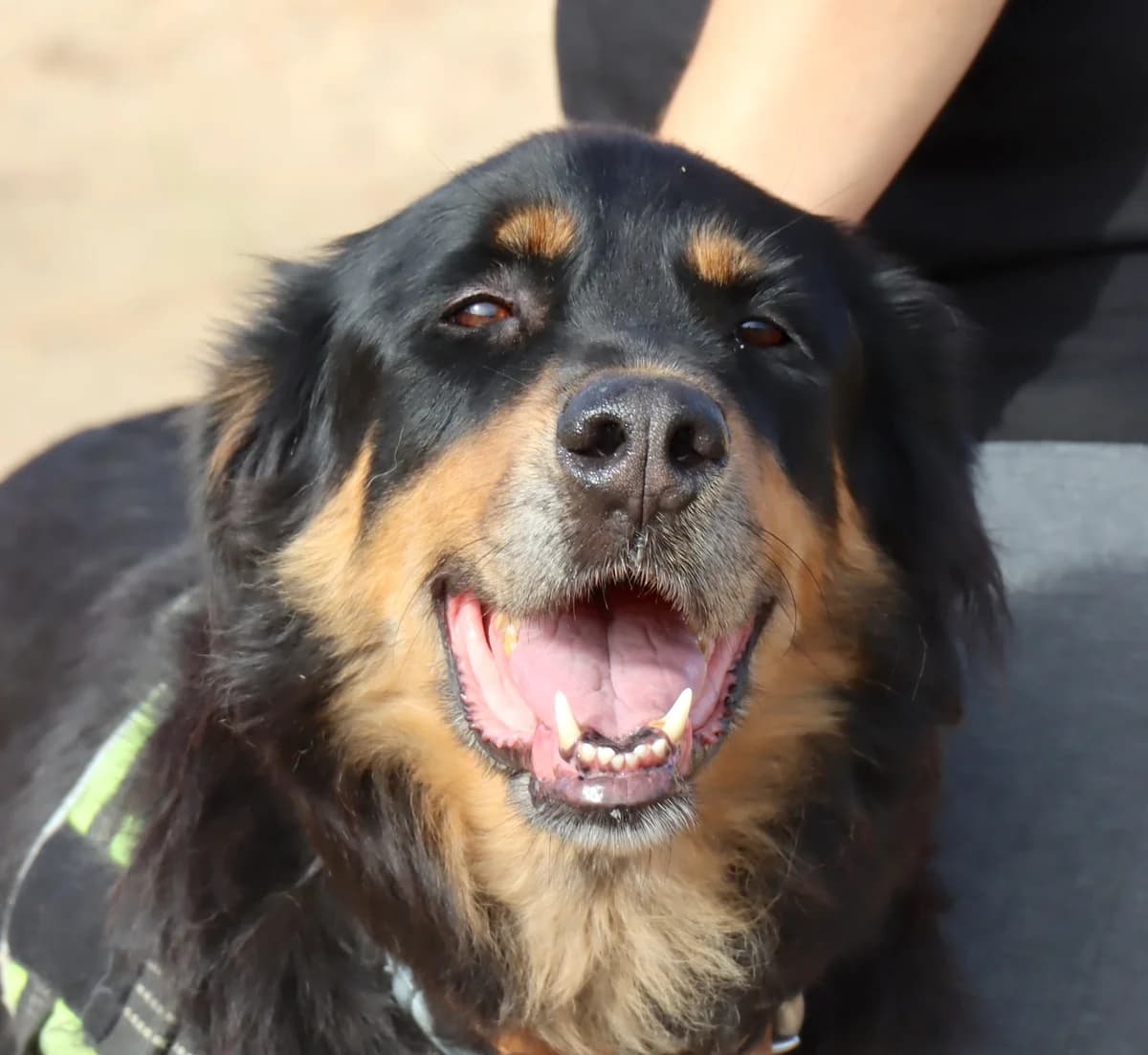 Pitschi, male Mixed Breed for adoption at Home4dogs