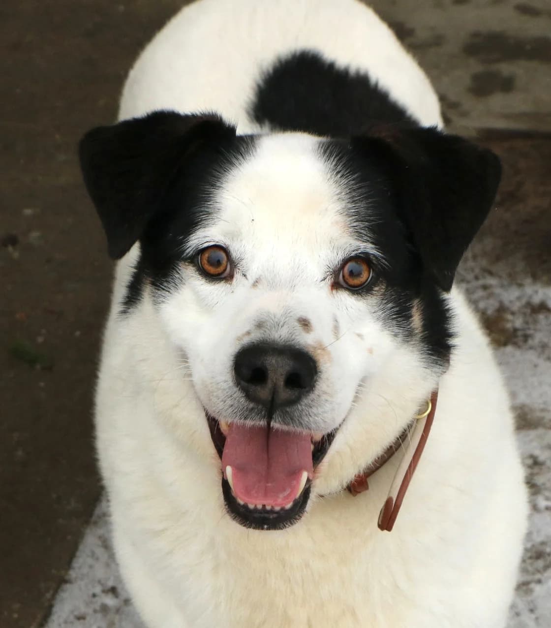 Pongo, male Mixed Breed for adoption at home4dogs, Home4dogs