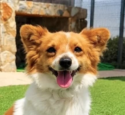 Popi, male young Mixed Breed for adoption at home4dogs, Home4dogs
