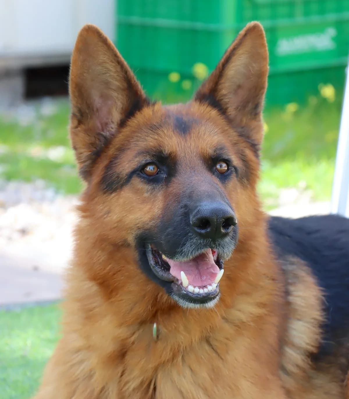 Rex, male young Mixed Breed for adoption at home4dogs, Home4dogs