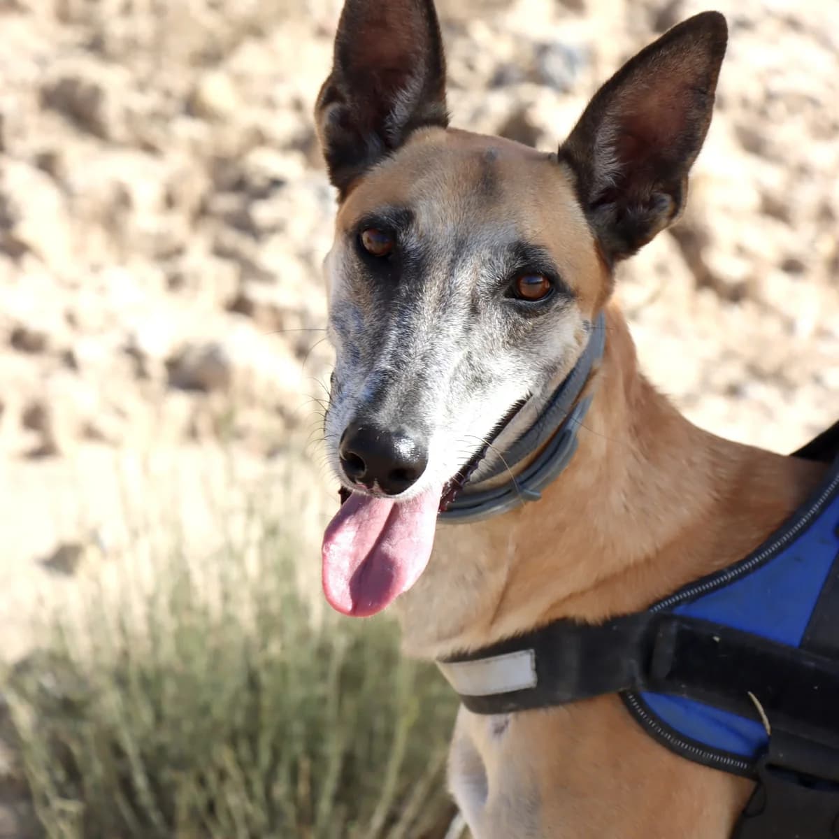 Richard, male Mixed Breed for adoption at Home4dogs