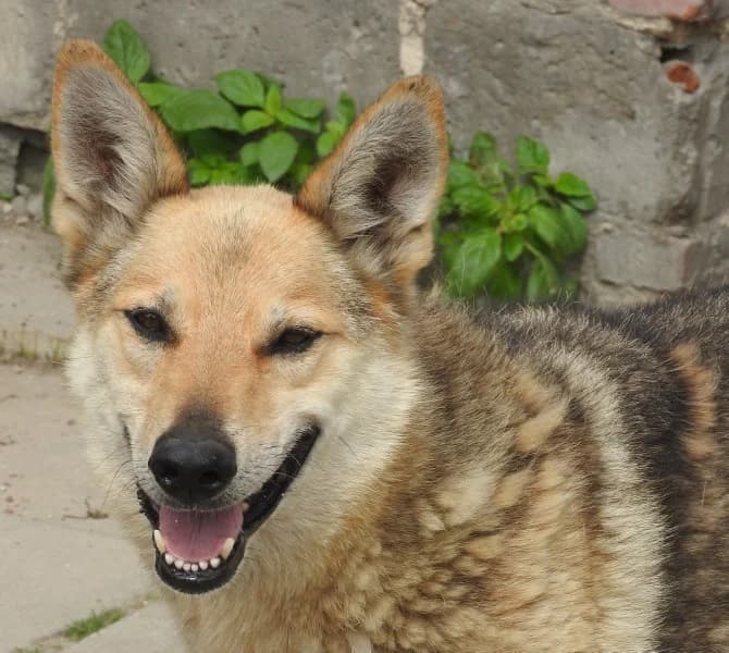 Santiago, male Mixed Breed for adoption at Home4dogs