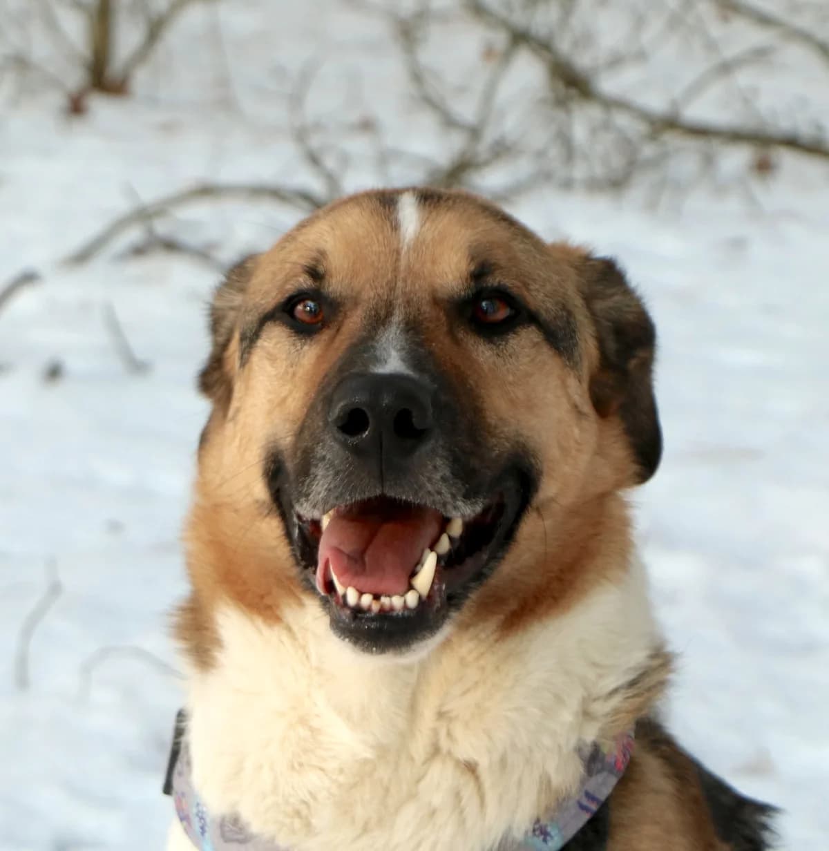 Scooby, gold male 6yo Mixed Breed for adoption at home4dogs, Home4dogs