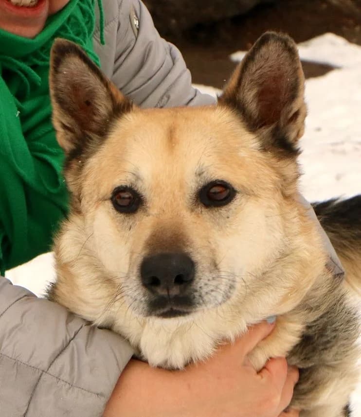 Tano, male Mixed Breed for adoption at home4dogs, Home4dogs