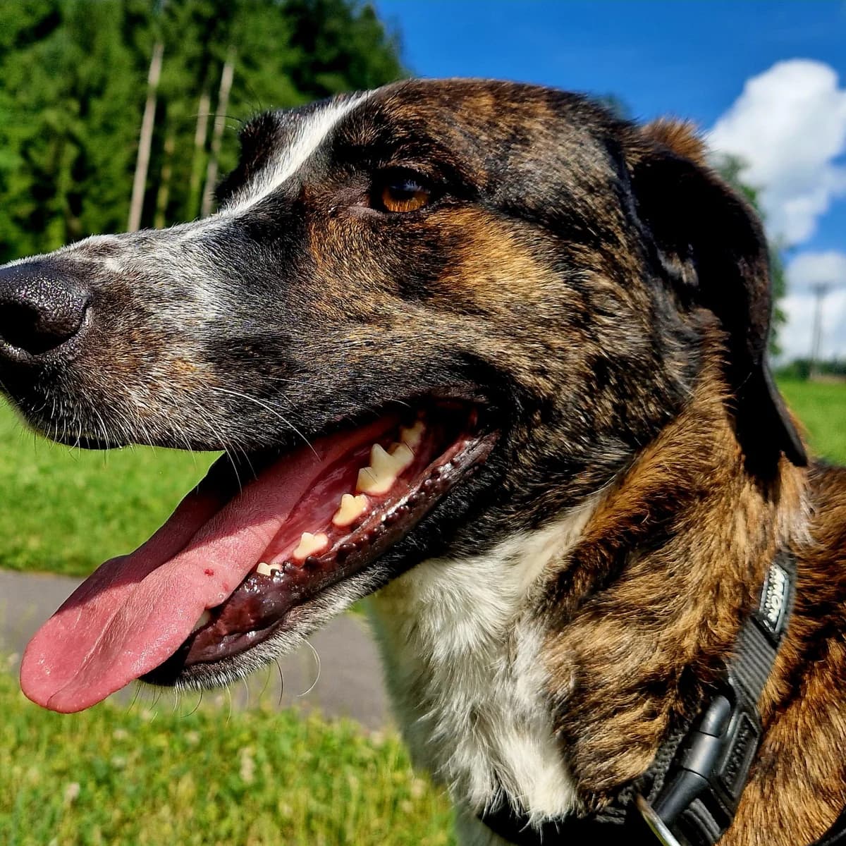 Tierra, female 3yo Mixed Breed for adoption at home4dogs, Home4dogs