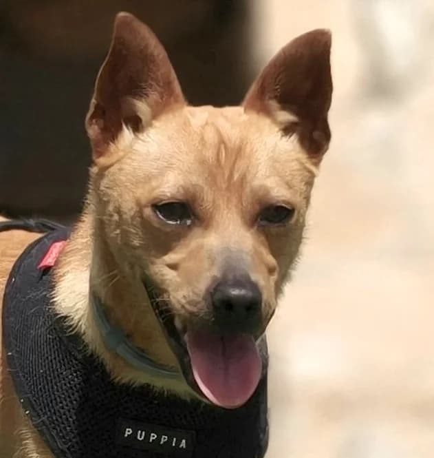 Tino, male young Mixed Breed for adoption at home4dogs, Home4dogs