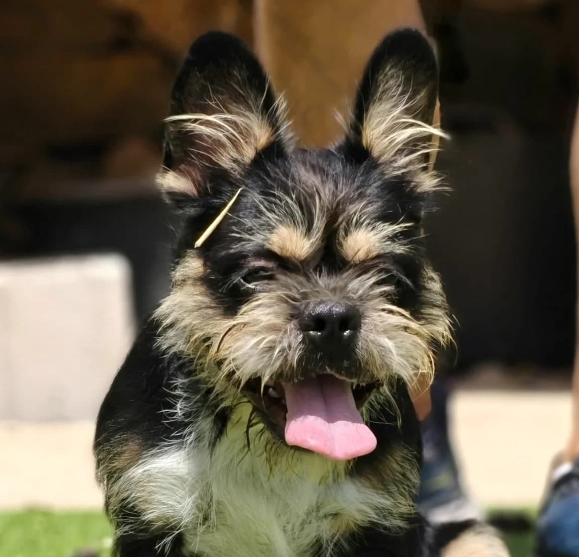 Urko, weiss male young Mixed Breed for adoption at home4dogs, Home4dogs