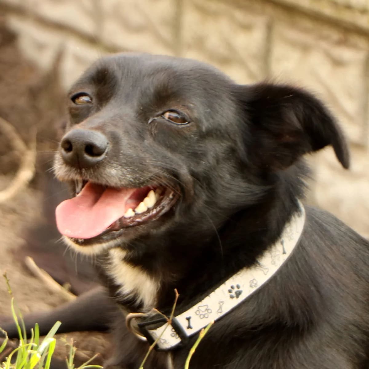 Winnie, female young Mixed Breed for adoption at home4dogs, Home4dogs