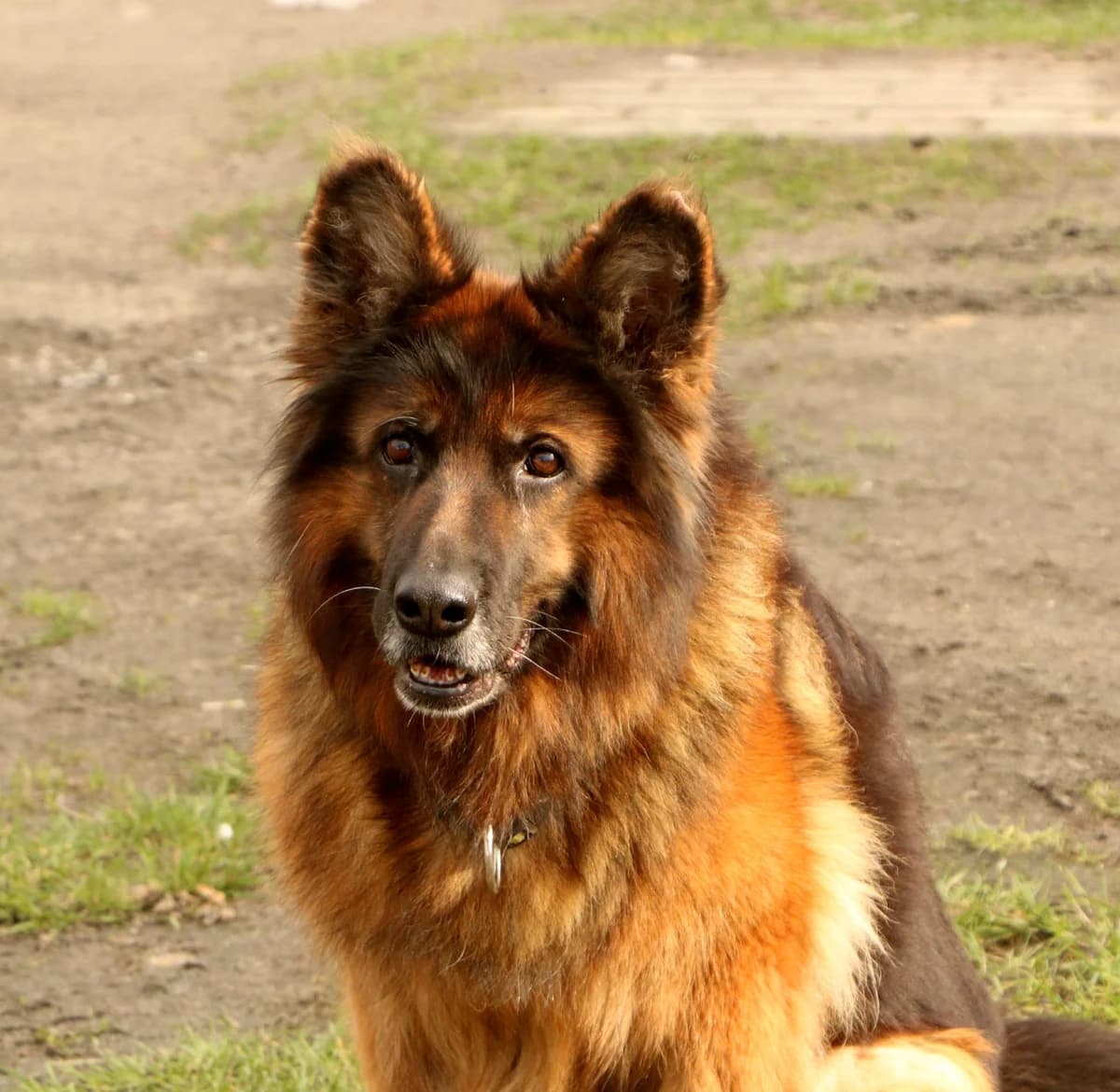 Zara, sand female senior Mixed Breed for adoption at home4dogs, Home4dogs