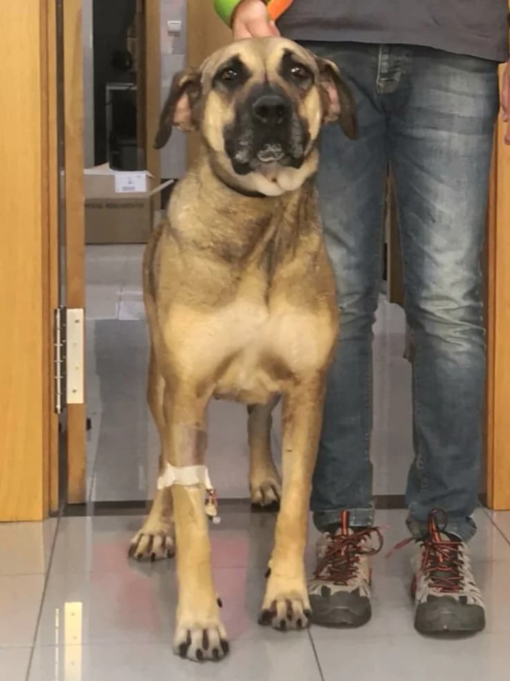Lea, female Mixed Breed for adoption at Hundehilfe Motril, St. Gallen