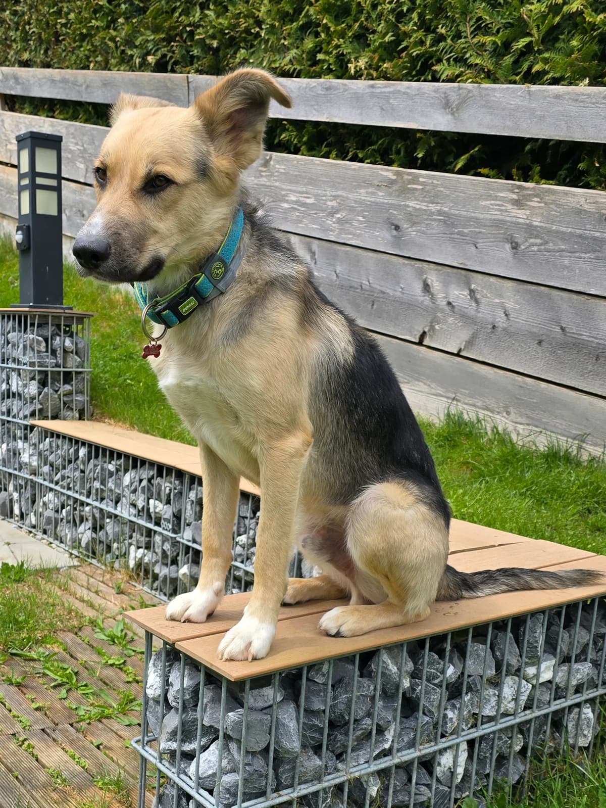 Lobo, male puppy Mixed Breed for adoption at Hundehilfe Motril, St. Gallen