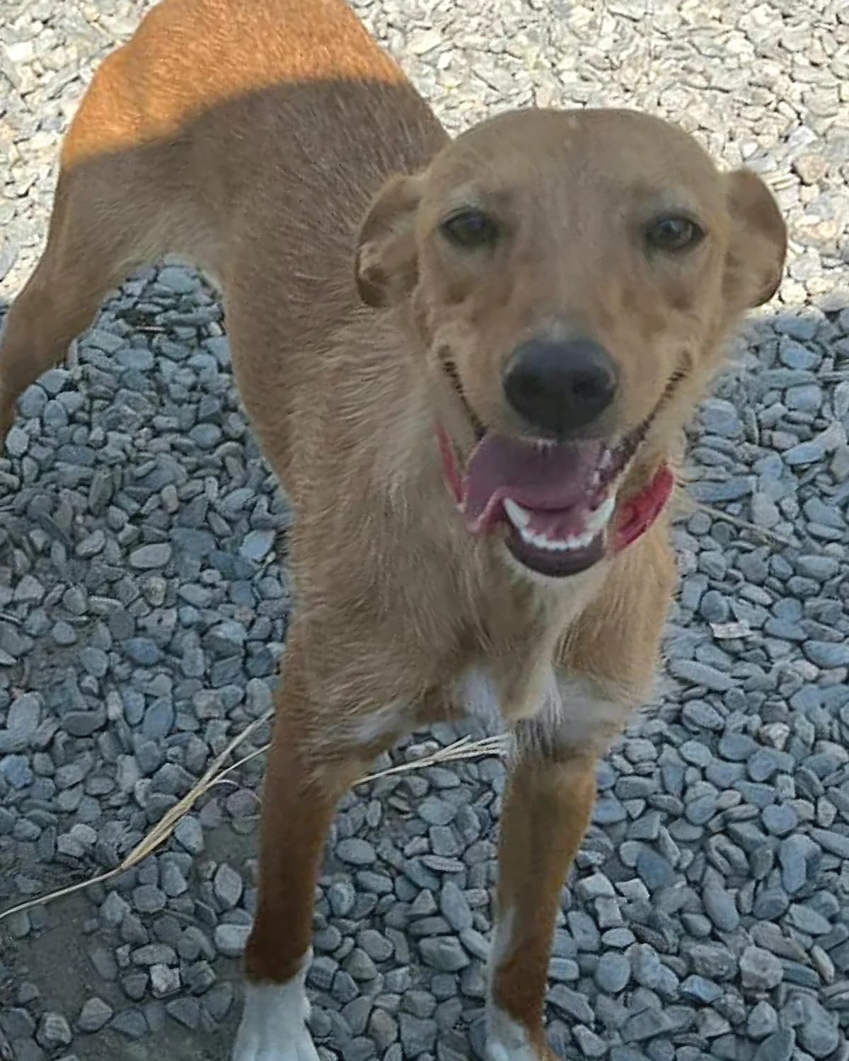 Mila, female Mixed Breed for adoption at Hundehilfe Motril, St. Gallen
