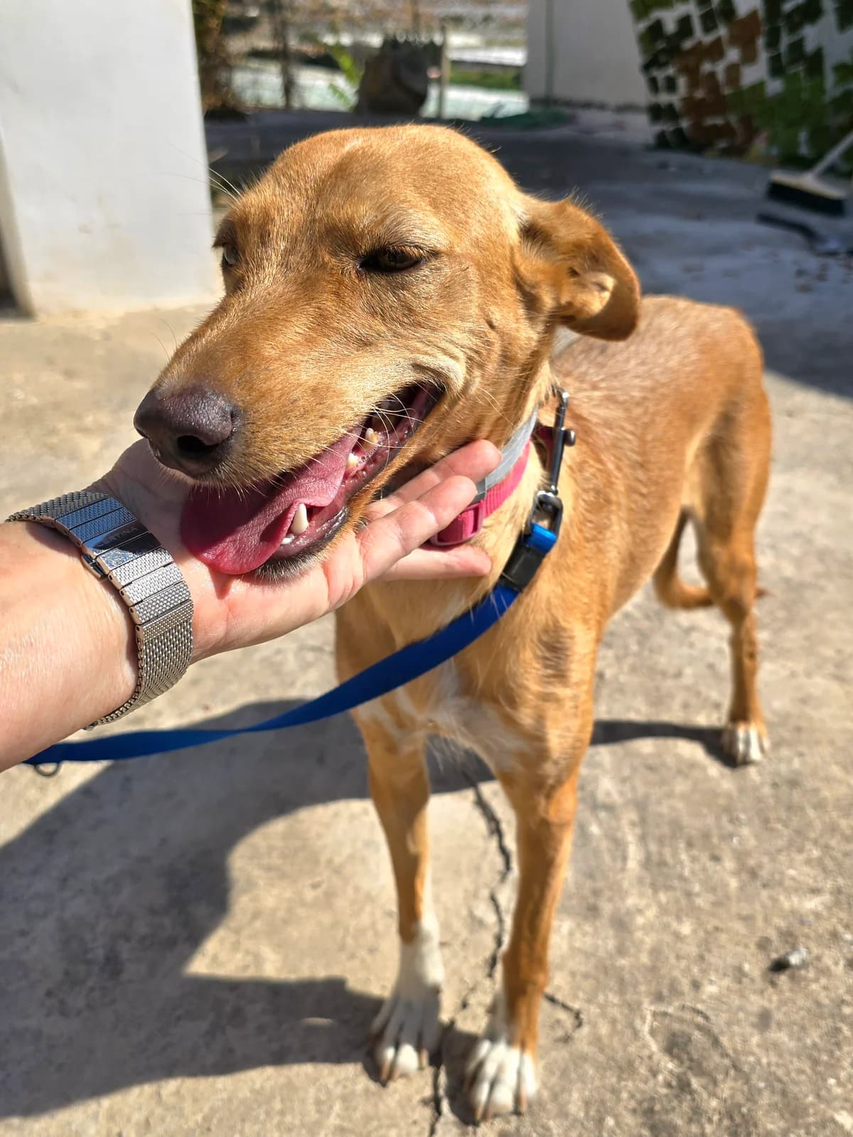 Mila, female Podenco for adoption at Hundehilfe Motril, St. Gallen