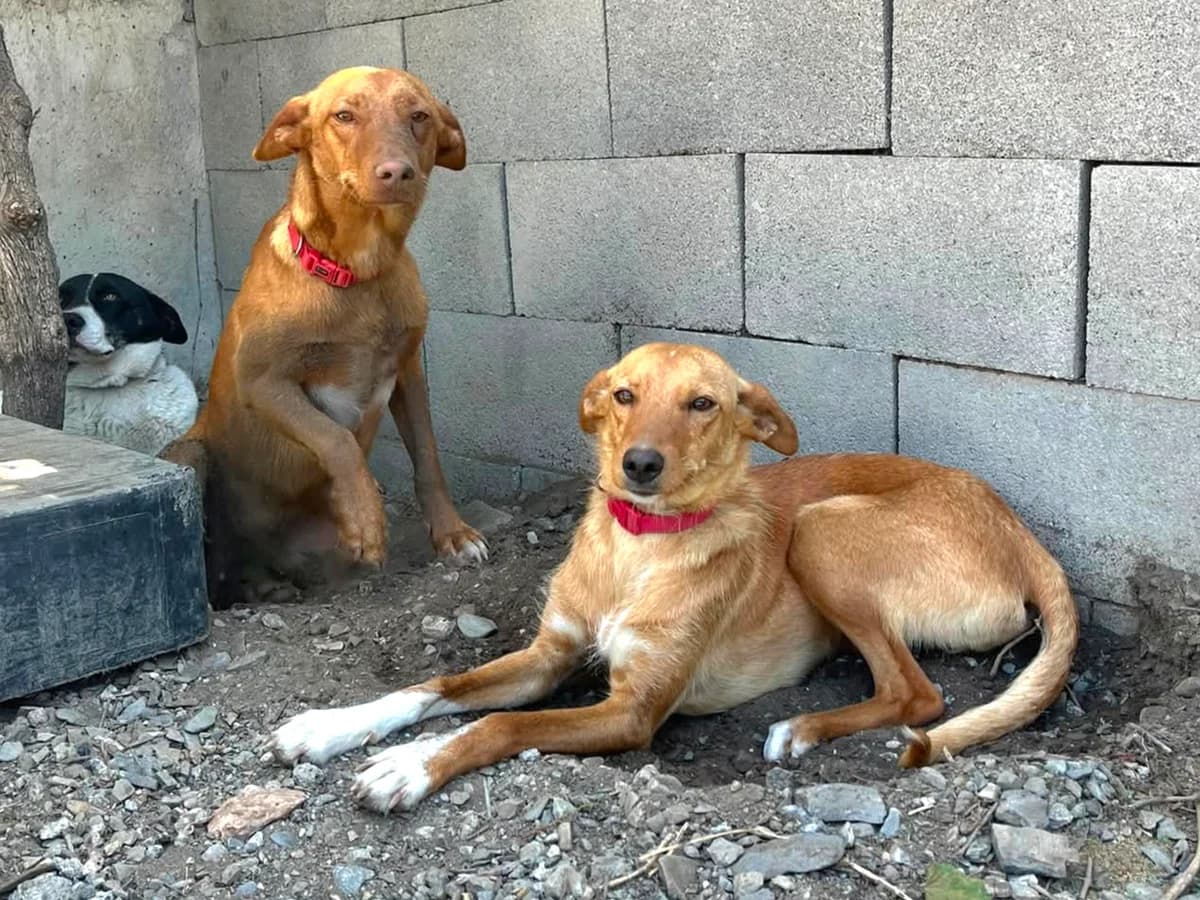 Gualchos, male Podenco for adoption at Hundehilfe Motril, St. Gallen