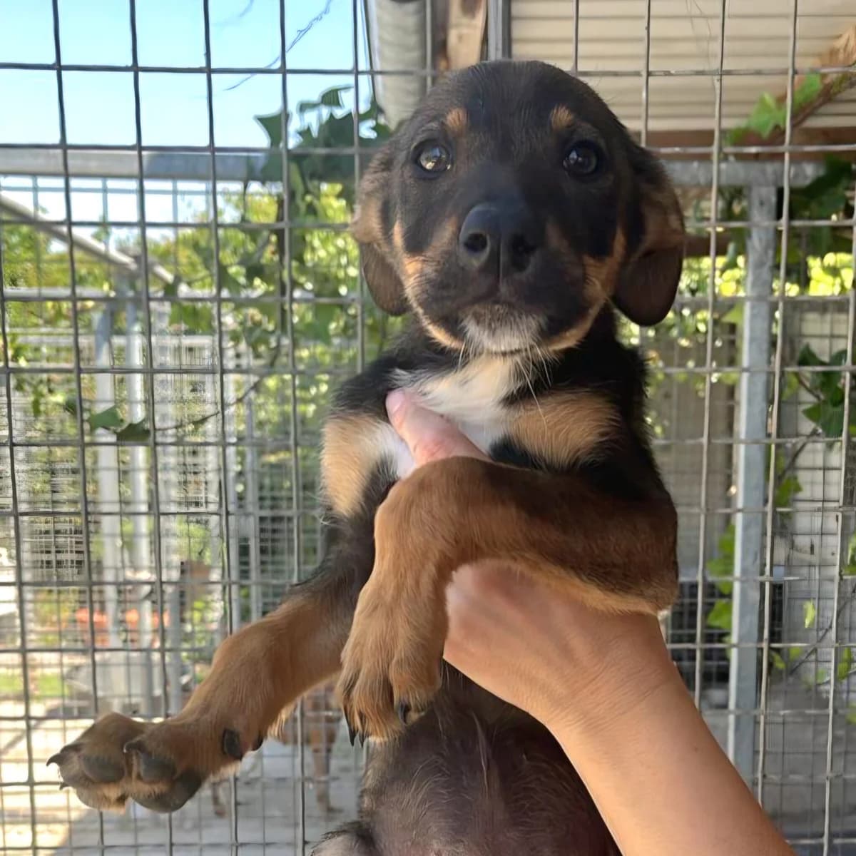 Safiro, male Mixed Breed for adoption at Hundehilfe Motril, St. Gallen