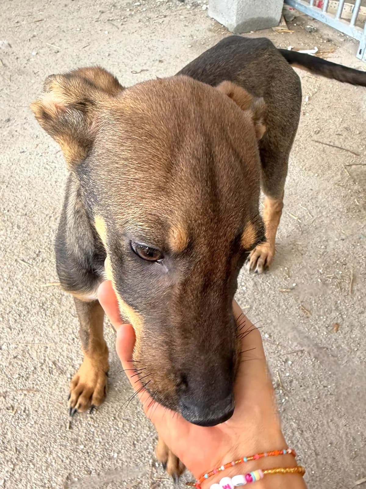 Safiro, male Mixed Breed for adoption at Hundehilfe Motril, St. Gallen