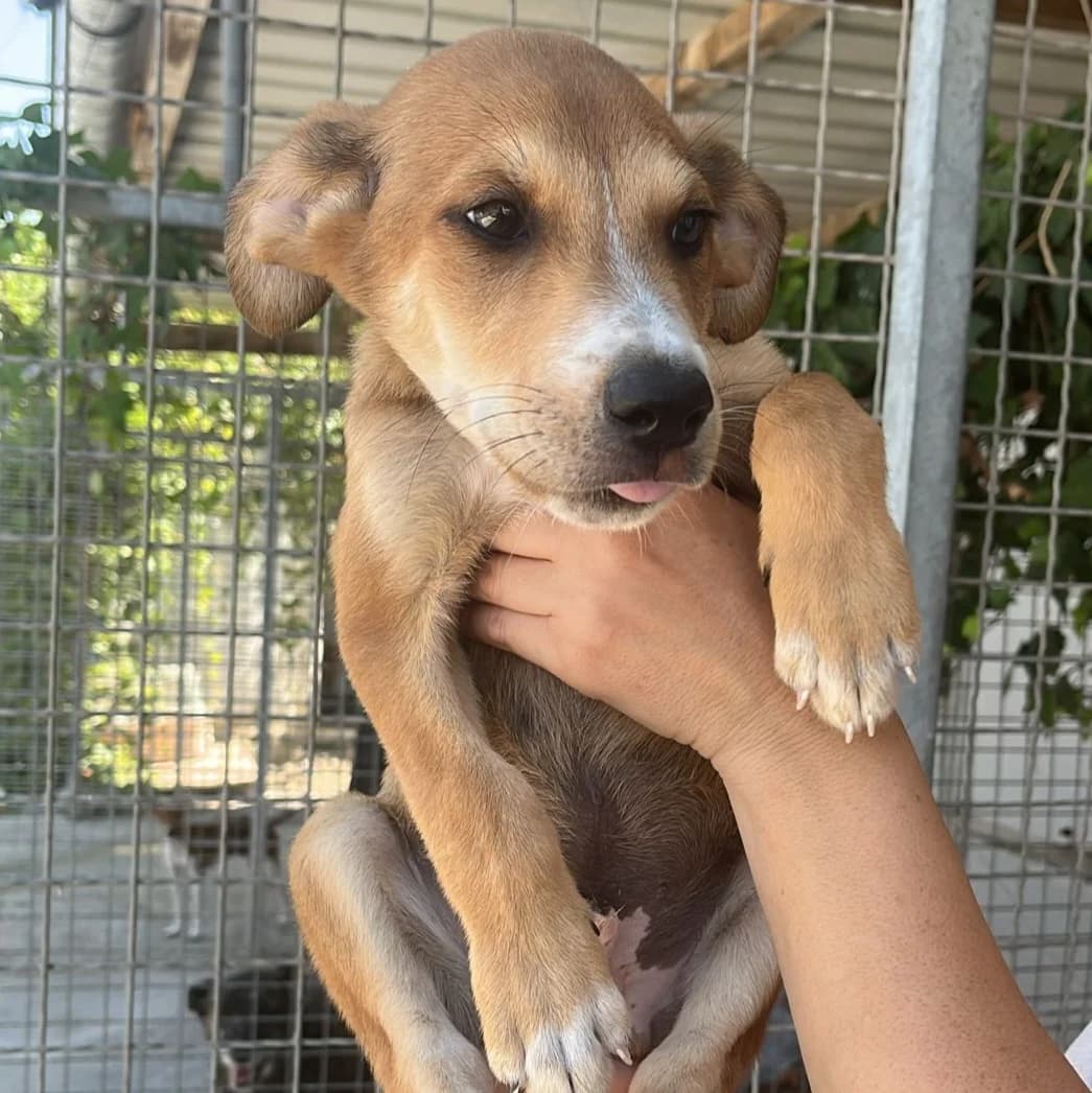 Sando, male Mixed Breed for adoption at Hundehilfe Motril, St. Gallen