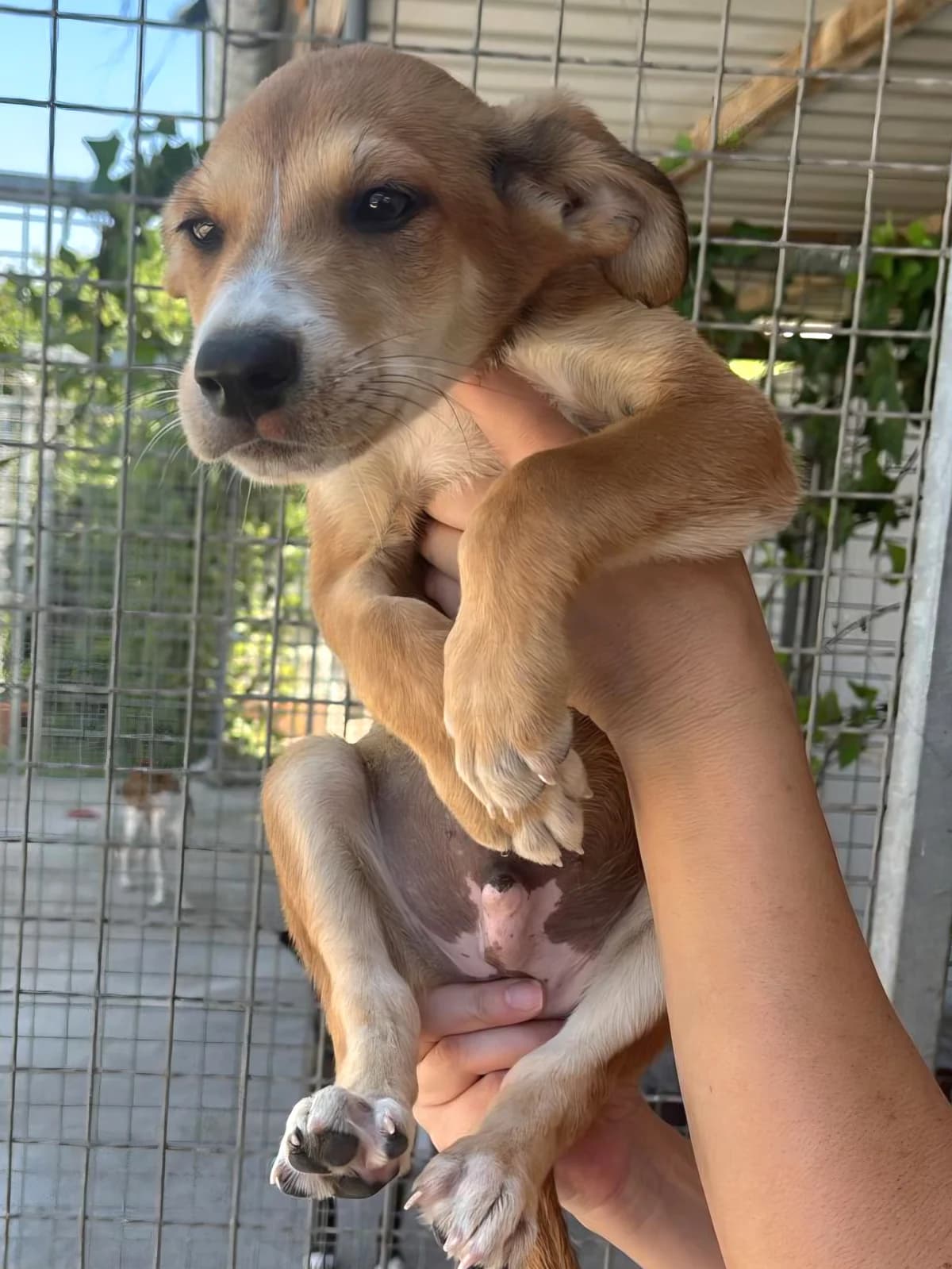 Sando, male Mixed Breed for adoption at Hundehilfe Motril, St. Gallen