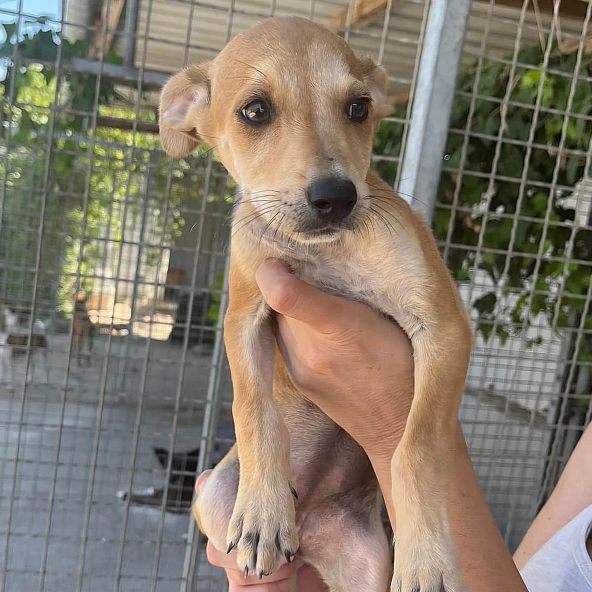 Sassy, female Mixed Breed for adoption at Hundehilfe Motril, St. Gallen