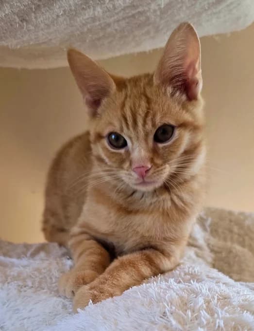 Abendfeuer, schwarz male puppy Mixed Breed Cat for adoption at Katzenfreunde Schweiz, Katzenfreunde