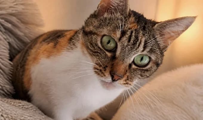 Kiki, Tricolor female 4yo Mixed Breed Cat for adoption at Katzenfreunde Schweiz, Katzenfreunde
