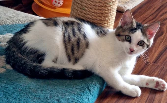 Mia’s Kitten, weiss-schwarz male puppy Mixed Breed Cat for adoption at Katzenfreunde Schweiz, Katzenfreunde