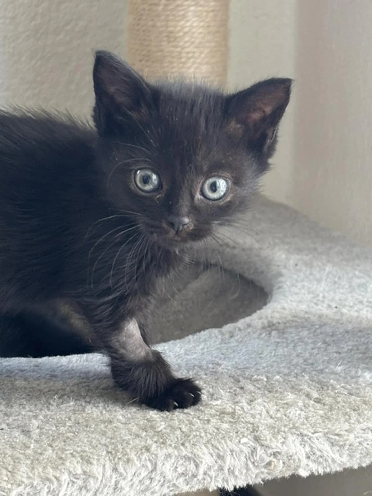 Abby, female puppy Mixed Breed Cat for adoption at Katzenhaus-Freunde, Zürich region