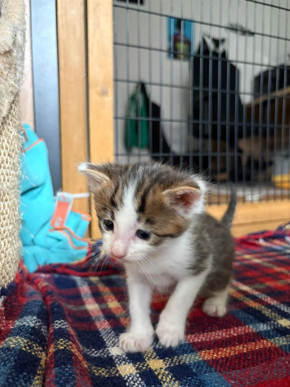Basilu, male puppy Mixed Breed Cat for adoption at Katzenhaus-Freunde, Zürich region