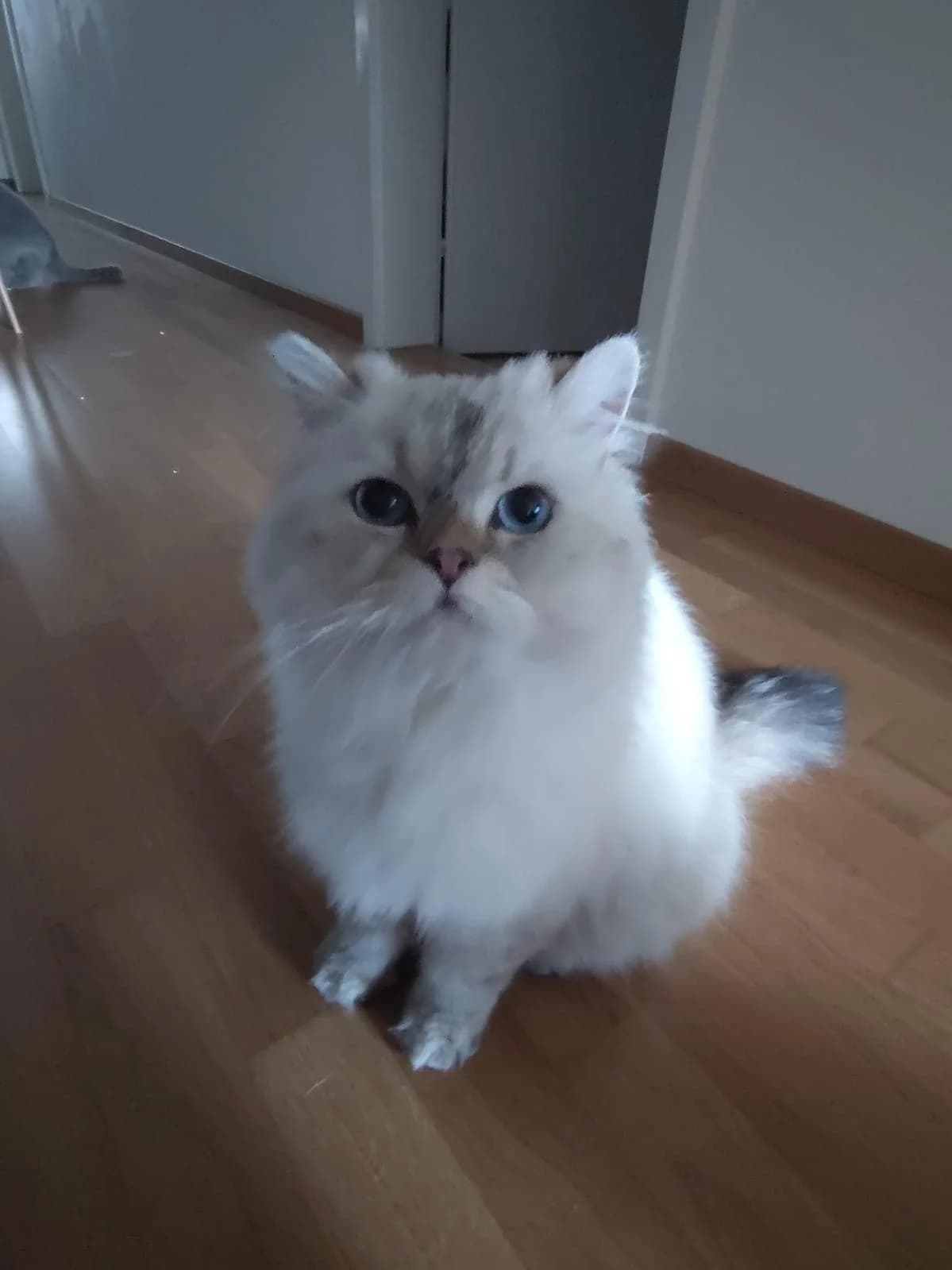 Belu, male Persian for adoption at Katzenhaus-Freunde, Zürich region