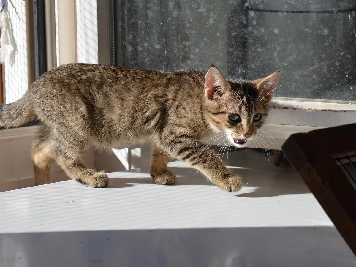 Caillou, male puppy Mixed Breed Cat for adoption at Katzenhaus-Freunde, Zürich region