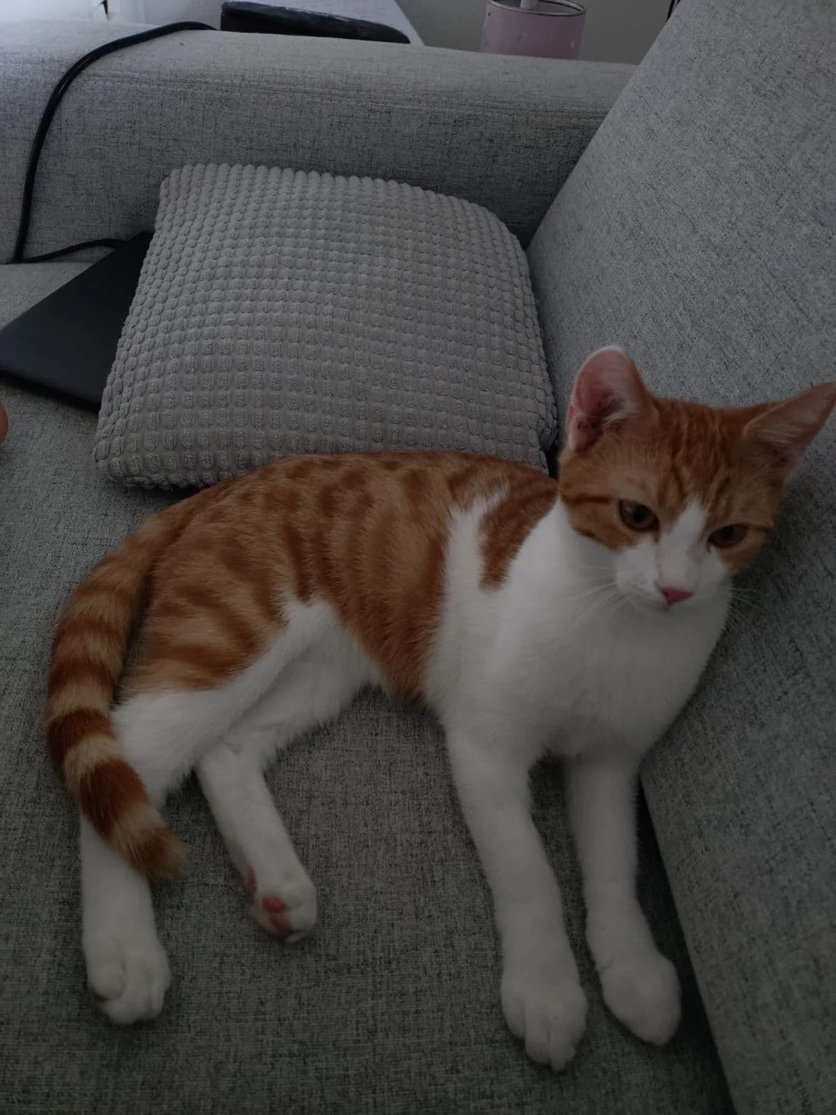 Cash, male Mixed Breed Cat for adoption at Katzenhaus-Freunde, Zürich region