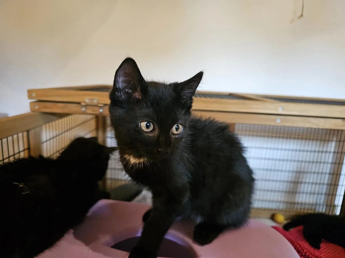 Club, male puppy Mixed Breed Cat for adoption at Katzenhaus-Freunde, Zürich region