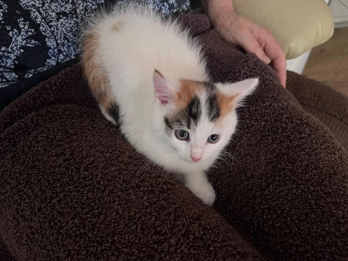 Daisy, female puppy Mixed Breed Cat for adoption at Katzenhaus-Freunde, Zürich region