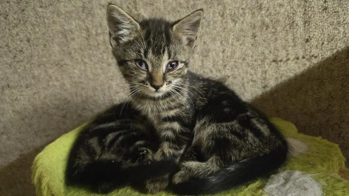 Diori-Carmen, female puppy Mixed Breed Cat for adoption at Katzenhaus-Freunde, Zürich region